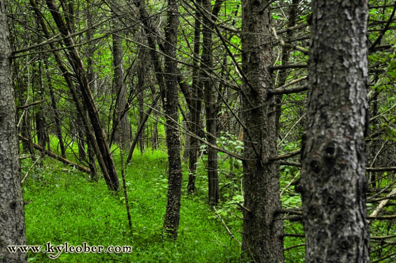 Prickly Woods